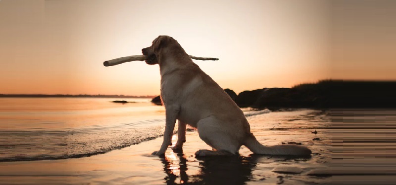 Discover 15 Things We Love About Labradors